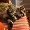 m.ann.hemingway - @m.ann.hemingway - TikTok