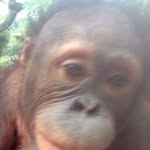 Ann Henley - @love4animalsalways - Instagram