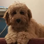 Ann Hertz - @winniesmom620 - Instagram