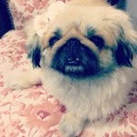 Ann Heslin - @gnomentrapp - Instagram