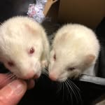 Ann Hewitt - @goldensunflower43 - Instagram
