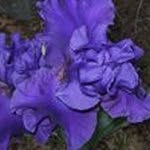 Ann Hooper - @monicah1974 - Instagram