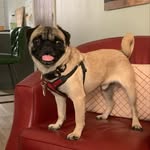 Ann Hooper - @porthos_the_pug - Instagram