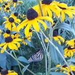 Ann Huffman - @annhuffman2326 - Instagram