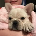 Gracie Ann Huizen - @gracie_the_frenchie1 - Instagram