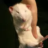 крыска🦴❤ - @anninge - TikTok