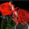 Ann Ismail - @annismail_80 - TikTok