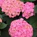 Ann Janssen - Facebook