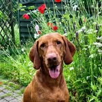ARYA Rusty Ark FCI - @annjaran - Instagram