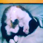 bentlee - @ann.jester.33 - Instagram