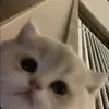 泣訴 - @ann.jih555 - TikTok