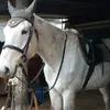 annajinglehamarca - @tik.tok.trendy.14 - TikTok