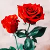 Mars Jornann - @marsjornann - TikTok