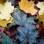 Ann Kammerer - @things_unnoticed - Instagram