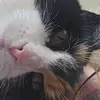 Anne Marie Hendriks Kammerer - @annemariehendriks1 - TikTok