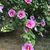 Ann_kaufman_ - @ann_kaufman - TikTok