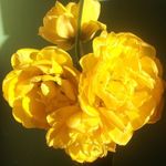 Ann Kavanagh - @ann.kavanagh.5 - Instagram