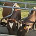 Keaton Farms And Cattle Company - Facebook
