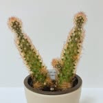 あんかけそば。 - @ann._.ka._.kee.o7 - Instagram