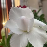 Ann Keel - @maleadelesorn - Instagram