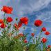 Anna Keffer - Facebook