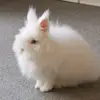 Anne Kenyon (Little Annie) - @anne.kenyon.littl - TikTok