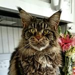Ann kerchner - @fuzzerbee - Instagram