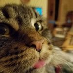 Ann Kerchner - @fuzzerbee1 - Instagram