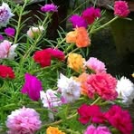 Ann Khalil - Facebook