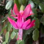 Ann Marie Killian - @thepinkchicandaworkhorse - Instagram
