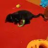 Melissa Ann Kulp - @buffy_the_blackcat - TikTok