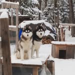 Katy Ann Leadbetter - @jai.the.husky - Instagram