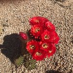 Ann Lemieux - @decocat49 - Instagram