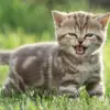 Annick Lemieux - @annick.lemieux - TikTok
