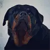 Anne Lepage - @anne.lepage15 - TikTok