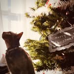 Melissa Ann Liggett McCauley - @melissaliggett - Instagram