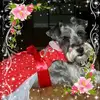 annlindenmeyer - @annlindenmeyer - TikTok