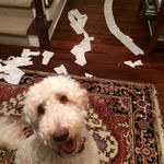 Ann Looper Pryor - @annpryor - Instagram