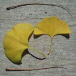 Ann-Marie Looper - @bluesfan66 - Instagram