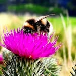 Ann lynch - @ballyboughal_hedgerow_society - Instagram