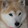 annlynch3 - @ann.lynch8 - TikTok