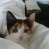 anne Mcdiarmid - @anne.mcdiarmid - TikTok