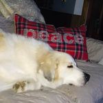 Ann MacDougall - @annmacdny - Instagram