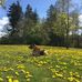 Meagan Ann Macdougall Park - Facebook