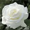 Anne Macleod - @anne.macleod3 - TikTok