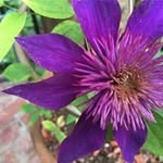 Jo Ann Maddox - @joann.maddox - Instagram