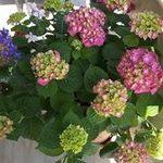 AnnaM - @anna.mantz55 - Instagram