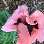Ann Marlowe - @marlowe898 - Instagram