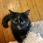 Madeleine Ann Masterson - @hotelforcats2020 - Instagram