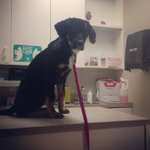 Ann McCray - @chi2cutezollo - Instagram